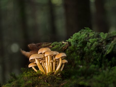 Elevate Your Health Game with Mushroom Supplements