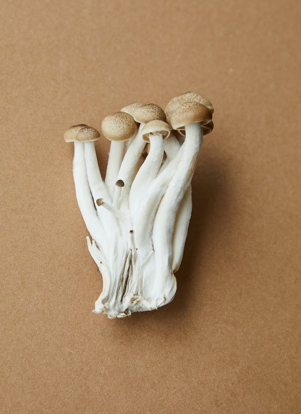 Mushroom gummies for cognitive function